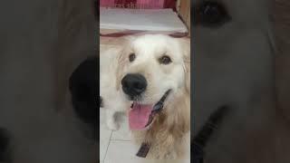 #paras sharma#short dog video#fun dog video#troxy#viral video#‍‍‍‍