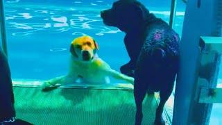 Funny Dogs Having a Bad Day - Funny Dogs Compilation || PETASTIC 