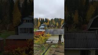 Осенний #лес на даче #карелия #дача #природа #осень #октябрь2024