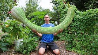 This Squash Defies the Laws of Nature! 