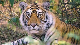 India's Tigers: A Threatened Species