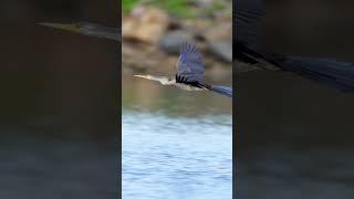 Coomera River birds   Gold Coast  Australia #birds #birdsofaustralia #youtubeshorts #australia#birds