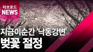 [부산]부산 낙동강변 '벚꽃 절정', 축제와 즐기는 꽃놀이/티브로드