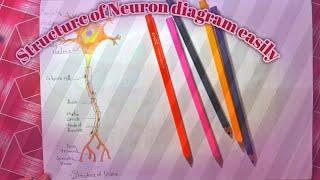 How to draw | Structure of Neuron diagram very easily!!..