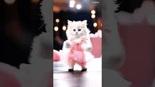 cat dancing Short videos || #cat #cats #catshorts #catlover #cutecat #funnycats #animals #pets