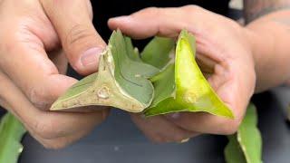 How to Prepare Dragon Fruit Cuttings to Root Successfully