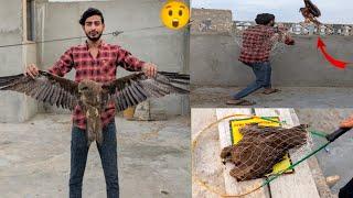 Eagle ko Aj paker Liya  .Easy Eagle Trap Using Net  . How to catch Eagle . Waqar mini zoo