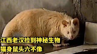 江西老汉捡到神秘生物，猫身鼠头六不像，专家看完大惊失色