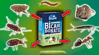 Seulement 1 verre de BICARBONATE DE SOUDE pour éliminer les PUCES, SOURIS, CAFARDS, FOURMIS..