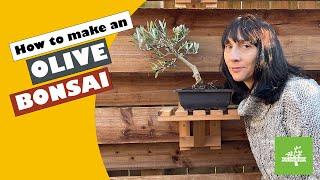 How to make a Bonsai from an Olive Tree with mindfulness and calm.