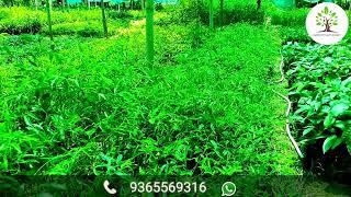 Agar wood plants in Maharashtra lowest price wholesale nursery if you want call  WhatsApp 9365569316