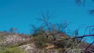 Pacific-slope Flycatcher (Empidonax difficilis) darting through the pine boughs