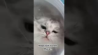 navy seal|cat diver|The cat that doesn't drown|кот водалаз|The cat is a weirdo