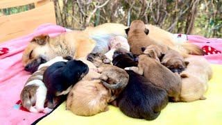 Amazing motherly love! This dog mom  raised 12 puppies. 