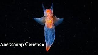 Тайны холодных морей — Александр Семёнов