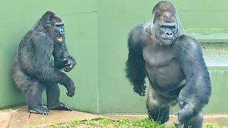 Silverback enjoys being chased by an angry female gorilla｜Shabani Group