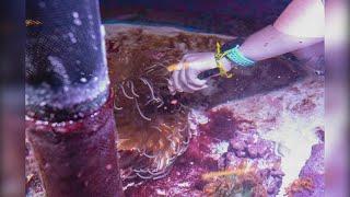 SIU Carbondale's aquaculture program leads efforts to grow coral