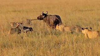 Buffalo mother and calf know there's no escape (full sighting)