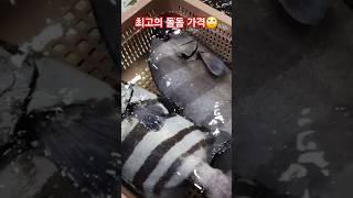 최고의 돌돔 가격 #돌돔 #줄돔 #노량진수산시장