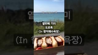 열번째 기미 제주의 명소 함덕해수욕장에서의 도로록 #제주 #해수욕장 #도로록 #함덕해수욕장 #가츠샌드 #여름