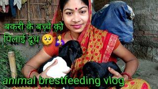 बकरी के बच्चे को पिलाई दूध /animal feeding vlog/@Anjuvlogsvaishali #youtube #video