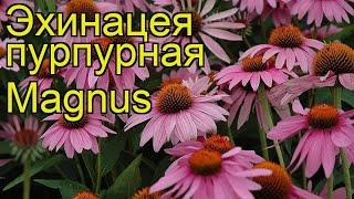 Эхинацея пурпурная Магнус. Краткий обзор, описание характеристик echinacea purpurea Magnus