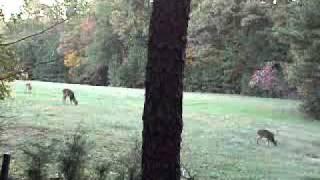 ANTLERDREAMER Productions - Buck In Rut, Chasing a Doe, Tearing Up a Tree