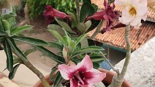 adenium with full of colour#adenium#adeniumlover#plant#desertrose#shorts #viralshorts