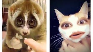 Cute and Funny Animals Compilation #2 (2020)