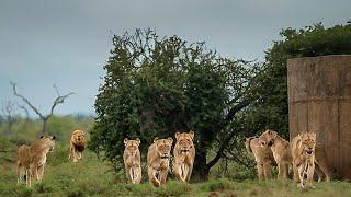 Male Lions Chase Satara Lion Pride | Kruger National Park