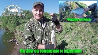 Фидер на косе. На Зай за голавлем и судаком. Kamfish