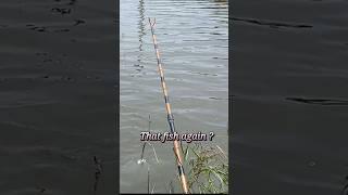 또 그놈인가? That fish again? fishingtime  평온한 시간 #fishing #nature #country  #평온 #잔잔한음악 #고요한음악