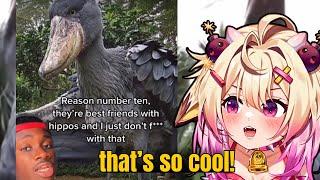 This Bird Befriends HIPPOS!? | Rosiebellmoo Reacts To Casual Geographic
