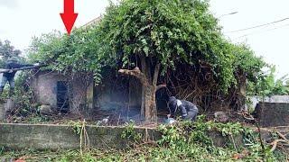 Cutting Down a Giant Tree That Covered an Entire House | The Journey of Clean Up Saving an Old House