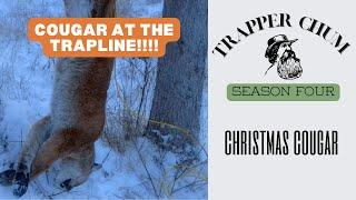 Cougar at the Trapline! CHRISTMAS WITH TRAPPER CHUM