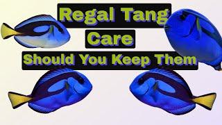 How To Care For Regal Tangs (Finding Nemo's Dory) Hippo Tang Surgeon Fish