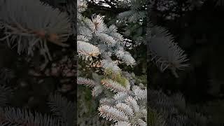 Christmas time is here #shortsvideo #nature #naturelover