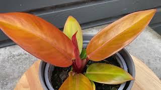 15cm Philodendron Prince of Orange | Erubescens Autumn | Rare House Plant | 13cm | 10cm Height