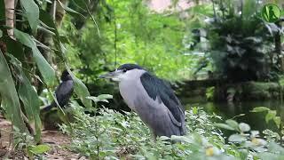 2 HOURS with Sounds of Nature: Birds, Flowing Water, Stream (HD)