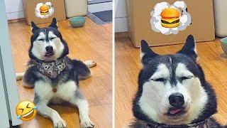 Husky Expectations / Reality Normal dogs vs Huskies | Huskies are pro at saying NO | Part 36