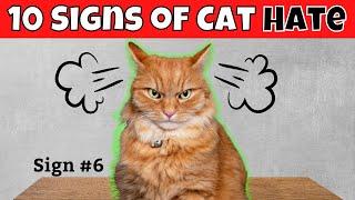 10 Signs Your Cat HATES You