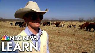 Cattle Ranching in the Texas Panhandle