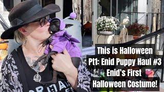 This Is Halloween! Pt 1: Enid's First Halloween and Costume! Let's unbox my Xolo's Amazon Haul