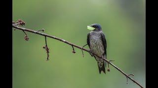 Purple Martins-Free Zoom Class!