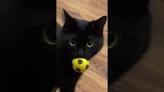 Lustige Katzenvideos  Teil 6 Lustige tiervideos - Lustige Katzen #shorts #cats