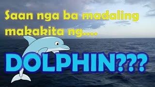 Gusto mong makakita ng dolphin na malaya? Panoorin ito.