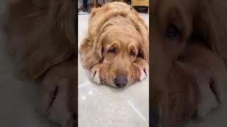 The little expressions and eyes are the same, they are indeed a family #eyes #cute #goldenretriever