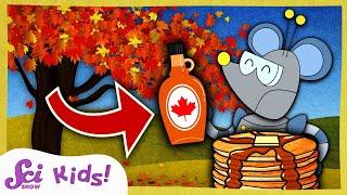 Where Does Maple Syrup Come From? | Winter is Alive! | SciShow Kids