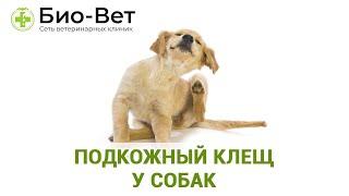 Подкожный клещ у собак - симптомы и лечение // Сеть Ветклиник Био-Вет