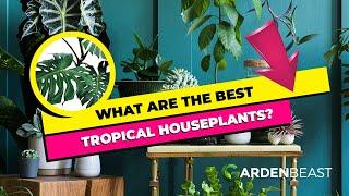 Our Top 10 Best Tropical House Plants to Grow!